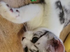-猫大福·Fortune Cat猫舍(百子湾店)