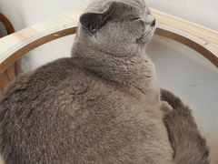 -猫友咖啡店(玉林西路店)