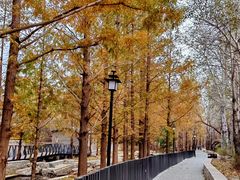 -白水寺森林公园