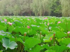 -日照海滨国家森林公园