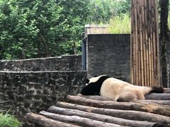 -都江堰中华大熊猫苑