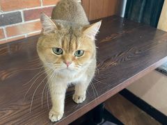 -蓝鲸·缅因猫舍