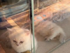 -糯米喵星人总部直营旗舰店·猫舍·幼猫出售