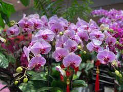 -双季花艺园艺市场(浦东店)