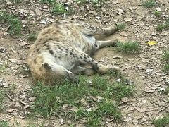 -大连森林动物园