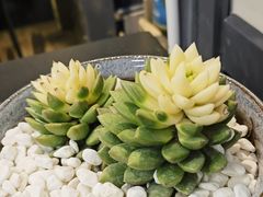 -野菌皇海景野生菌火锅(滨海大道店)