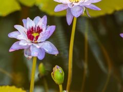 -国家植物园