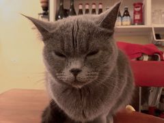 -猫色咖啡·猫咖