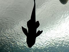 -珠海长隆海洋王国