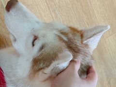 -Husky Go! 哈士奇体验馆·宠物咖啡厅狗咖