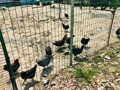 -洪湖家庭农场·团建·露营·会议