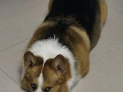 -宠福鑫康馨动物医院·骨科·眼科