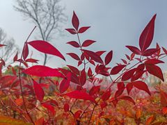 -白塘生态植物园