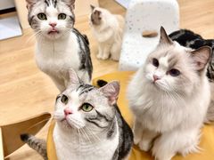 -有喵·猫咖·狗咖·40+猫狗有小奶狗(岗厦店)