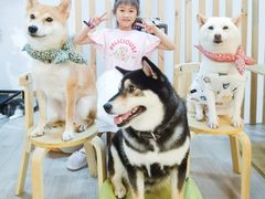 -柴迷FANS CLUB·柴犬狗咖·猫咖