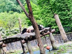 -都江堰中华大熊猫苑
