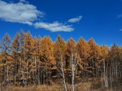 -莫尔道嘎国家森林公园