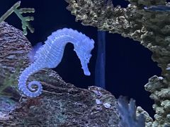 -上海海洋水族馆