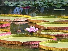 -国家植物园南园