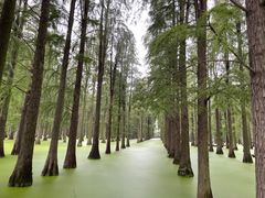 -渌洋湖湿地公园