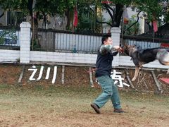 东德犬在训练-良成狗狗乐园