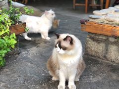 -喵屿·大理花园猫咖