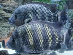 -上海海洋水族馆
