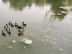 -白洋淀景区