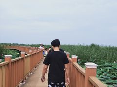 -白洋淀景区