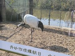 -盐城丹顶鹤湿地生态旅游区