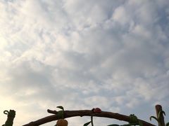 -光明小镇欢乐田园