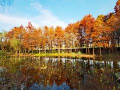 -西溪国家湿地公园