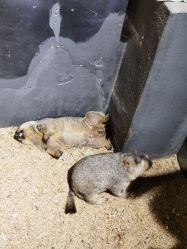 -酷嗒动物文化乐园(cutezoo西溪乐天城店)