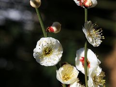 -莘庄公园
