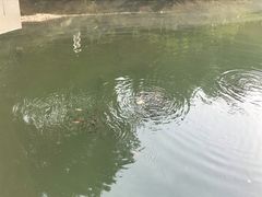 -重庆彩云湖湿地公园