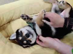 -逗柴咖啡屋·狗咖猫咖宠物桌游