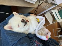 -北京观赏动物医院·24小时大型综合·猫专科·异宠专科