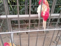 -南宫五洲植物乐园