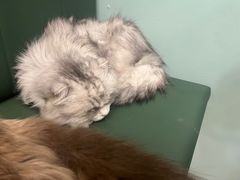 -安格丽娜·狗咖·猫咖羊驼咖(春熙路百盛商场店)