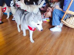 -Husky Go! 哈士奇体验馆·宠物咖啡厅狗咖