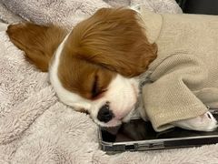 -HONGA HONGA雄家(曹路店)