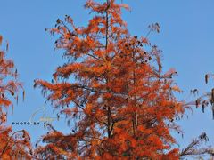 -白鹭湾湿地公园