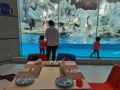 -帝企鹅自助餐厅•儿童岛•真企鹅(长隆企鹅酒店)