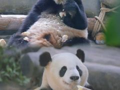 -灵玲国际马戏城