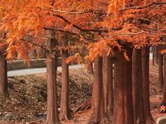 -白水寺森林公园