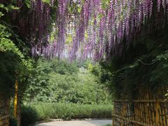 -天适樱花悠乐园