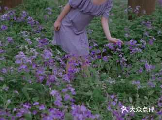 来到了一片紫色的花海，藏匿于属于她自己的小小天地