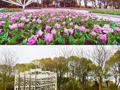 -上海鲜花港