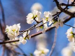 -桃花堤公园