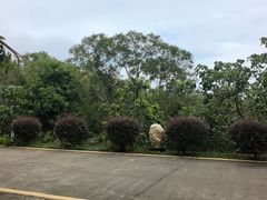 -广东惠东海龟国家级自然保护区
